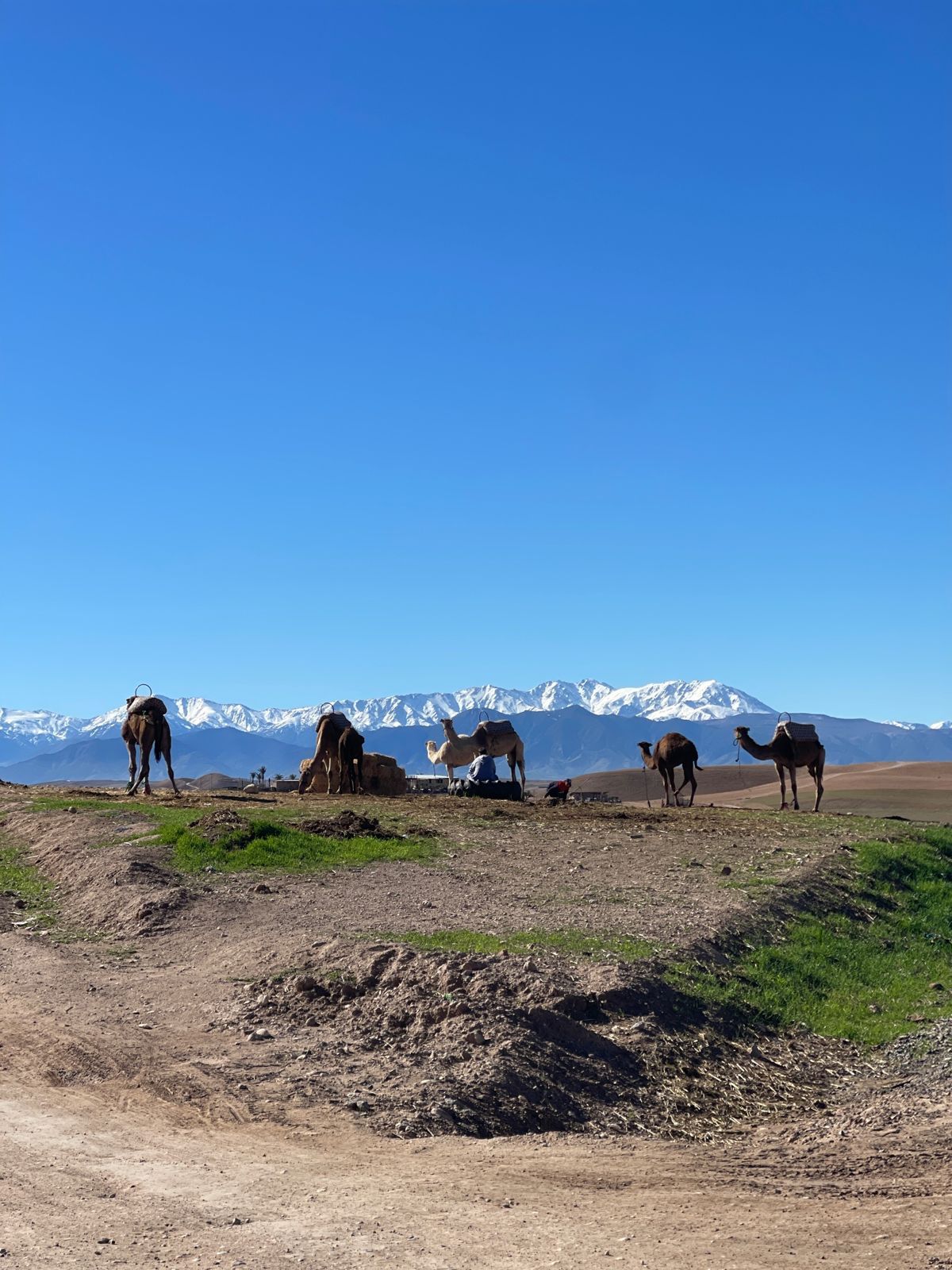 Camels on the Agafay plateau with the snow-capped High Atlas behind